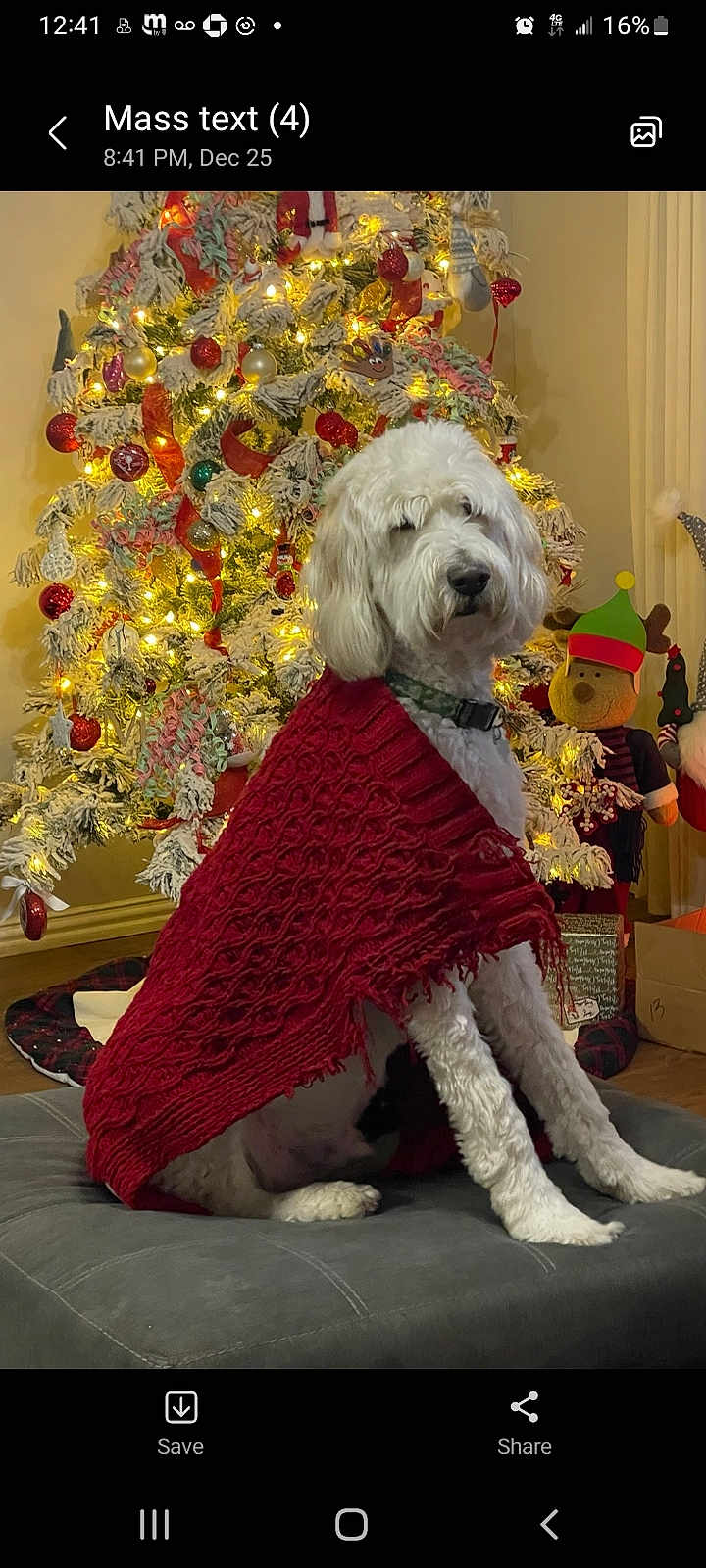 Bailey joined the competition — help win amazing prizes! dog, white_dog, knitted_shawl, red_shawl, christmas_tree, holiday_decorations, lights, ornaments, reindeer_plush, presents, cushion, indoor, festive, winter, pet, fur, home, seasonal, celebration, cozy