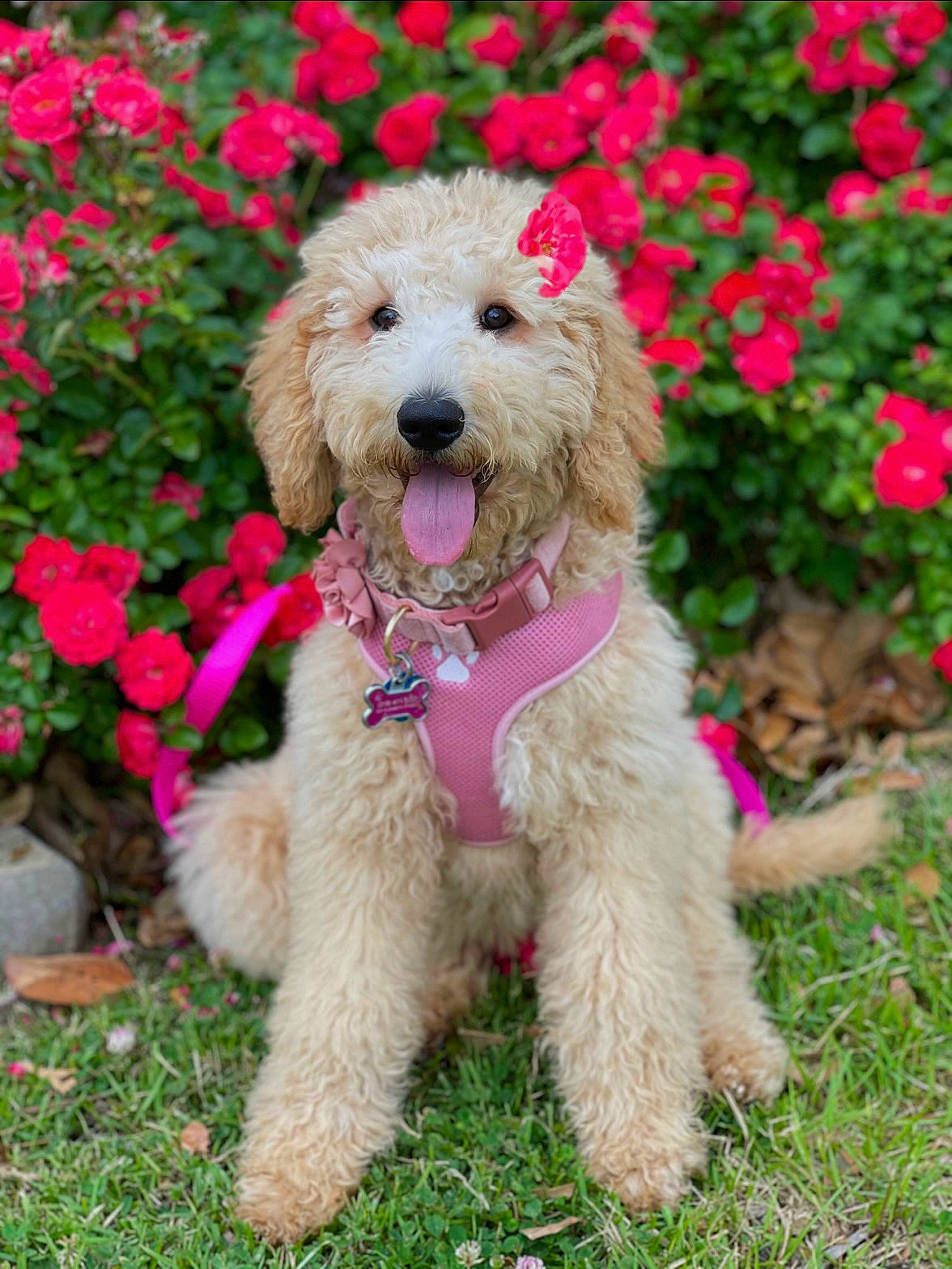 Lady joined the competition — help win amazing prizes! annual_plant, canidae, carnivore, collar, companion_dog, dog, dog_breed, dog_collar, dog_supply, flower, grass, pet_supply, plant, poodle, shrub, snout, sporting_group, terrier, toy_dog, water_dog
