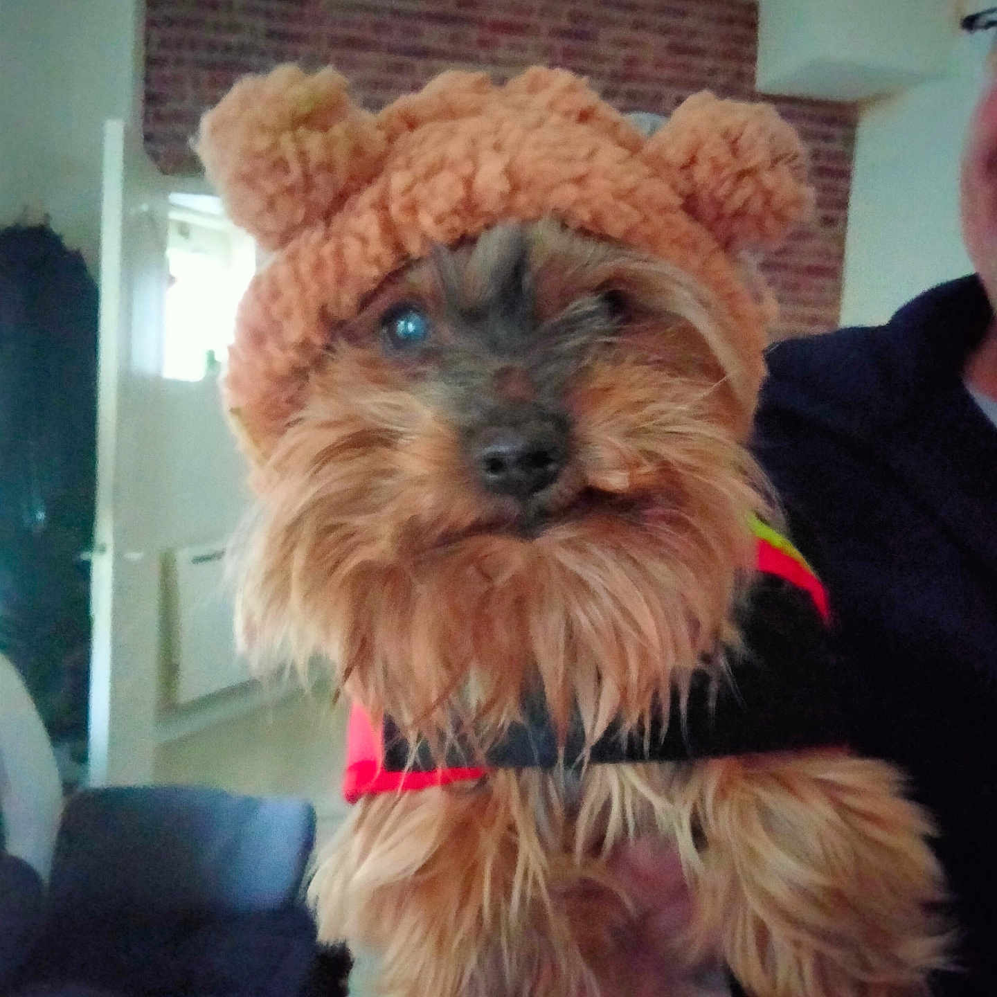 Chanel participe au concours pour gagner de l'argent avec cette photo : adult, affenpinscher, animal, canine, clothing, couch, dog, face, furniture, hat, head, indoors, male, man, person, pet, photography, portrait, puppy, terrier