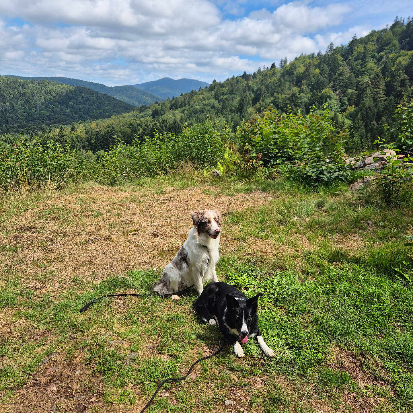 Vinny Et Sockett a rejoint le concours — aidez-le/la à gagner de superbes lots ! animal, canine, clouds, daytime, dog, dogs, forest, grass, greenery, hill, landscape, leash, mountain, nature, outdoor, pets, resting, scenery, sky, sunlight