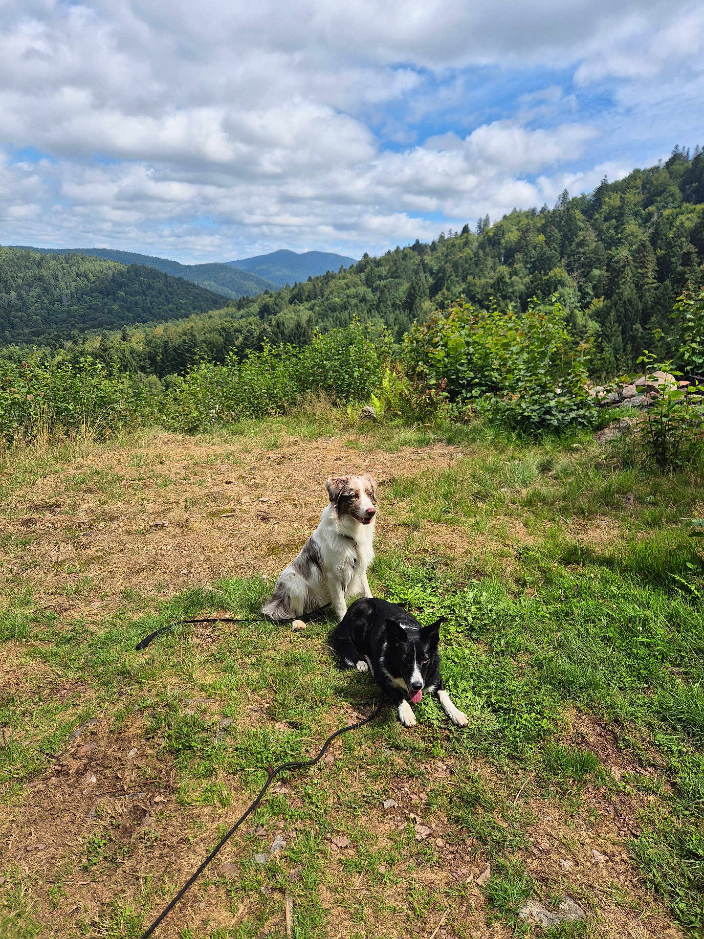 Vinny Et Sockett a rejoint le concours — aidez-le/la à gagner de superbes lots ! dog, dogs, outdoor, grass, mountain, nature, sky, clouds, greenery, landscape, pets, leash, forest, hill, sunlight, animal, canine, resting, daytime, scenery