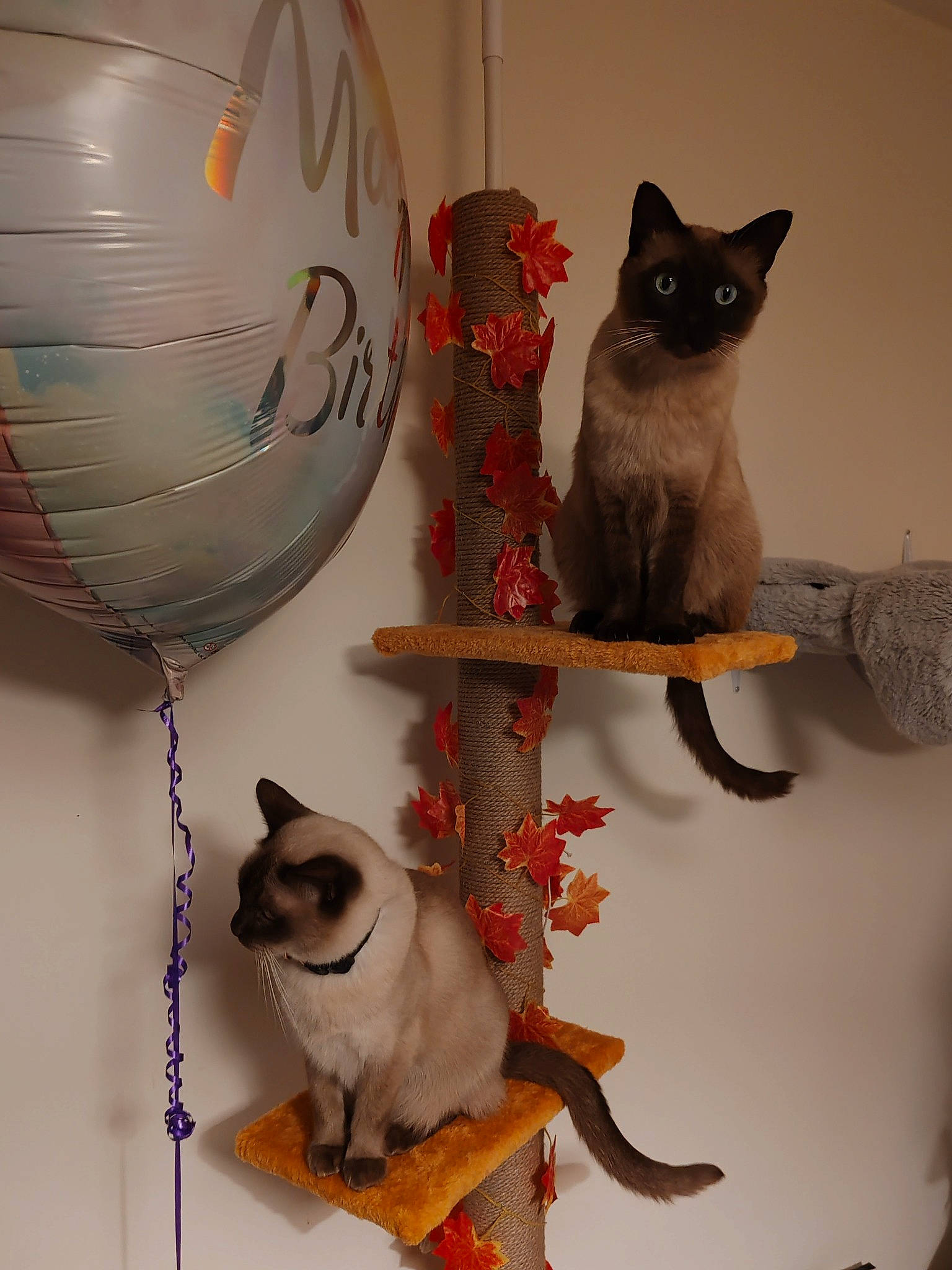 Harry joined the competition — help win amazing prizes! artifact, carnivore, cat, cat_supply, circle, creative_arts, dishware, fawn, felidae, fur, mammal, pet_supply, serveware, siamese, small_to_medium_sized_cats, tableware, tail, visual_arts, whiskers, white