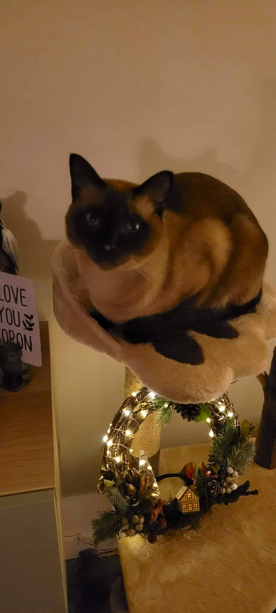 Harry joined the competition — help win amazing prizes! art, balinese, birman, carnivore, cat, event, eyewear, fashion_accessory, fawn, felidae, fur, siamese, small_to_medium_sized_cats, snout, tail, thai, tonkinese, whiskers