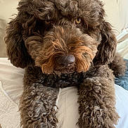 Othello participe au concours pour gagner de l'argent avec cette photo : dog, curly_fur, brown_fur, close_up, pet, animal, paws, quilted_blanket, indoor, sofa, resting, cute, fluffy, mammal, domestic_animal, looking_at_camera, face, fur_texture, household, companion