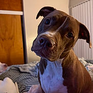 Dio is registered to the contest to win money with this photo: animal, bed, blanket, brown, canine, closeup, companion, cozy, curious, dog, domestic, ears, fur, head_tilt, home, indoor, pet, snout, soft_lighting, white