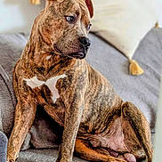Bowie is registered to the contest to win money with this photo: animal, blanket, brindle, canine, companion, cute, dog, domestic, ears, fur, home, indoor, mammal, paw, pet, pillow, portrait, relaxed, sitting, snout