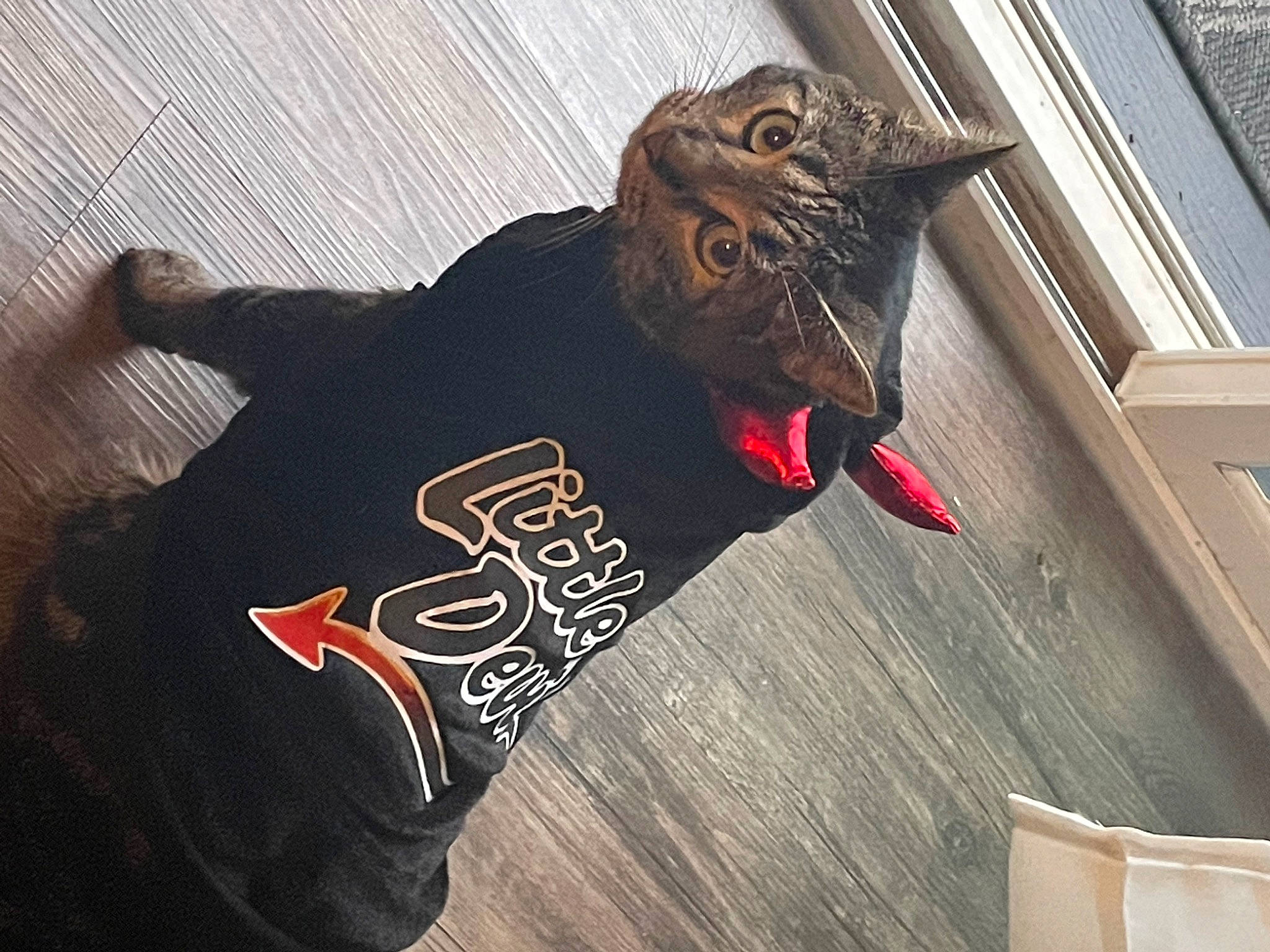 Bently joined the competition — help win amazing prizes! beak, bird, brand, cap, carmine, fashion_accessory, feather, font, headgear, logo, metal, perching_bird, personal_protective_equipment, sleeve, sportswear, t_shirt, top, visual_arts, wing, wood