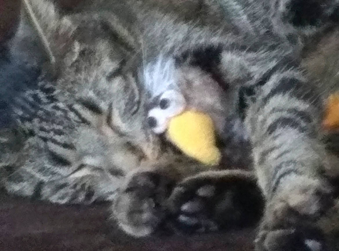 Bently is registered to the contest to win money with this photo: carnivore, cat, claw, comfort, darkness, domestic_short_haired_cat, felidae, fur, grey, nap, paw, sleep, small_to_medium_sized_cats, snout, tail, terrestrial_animal, whiskers, wildlife