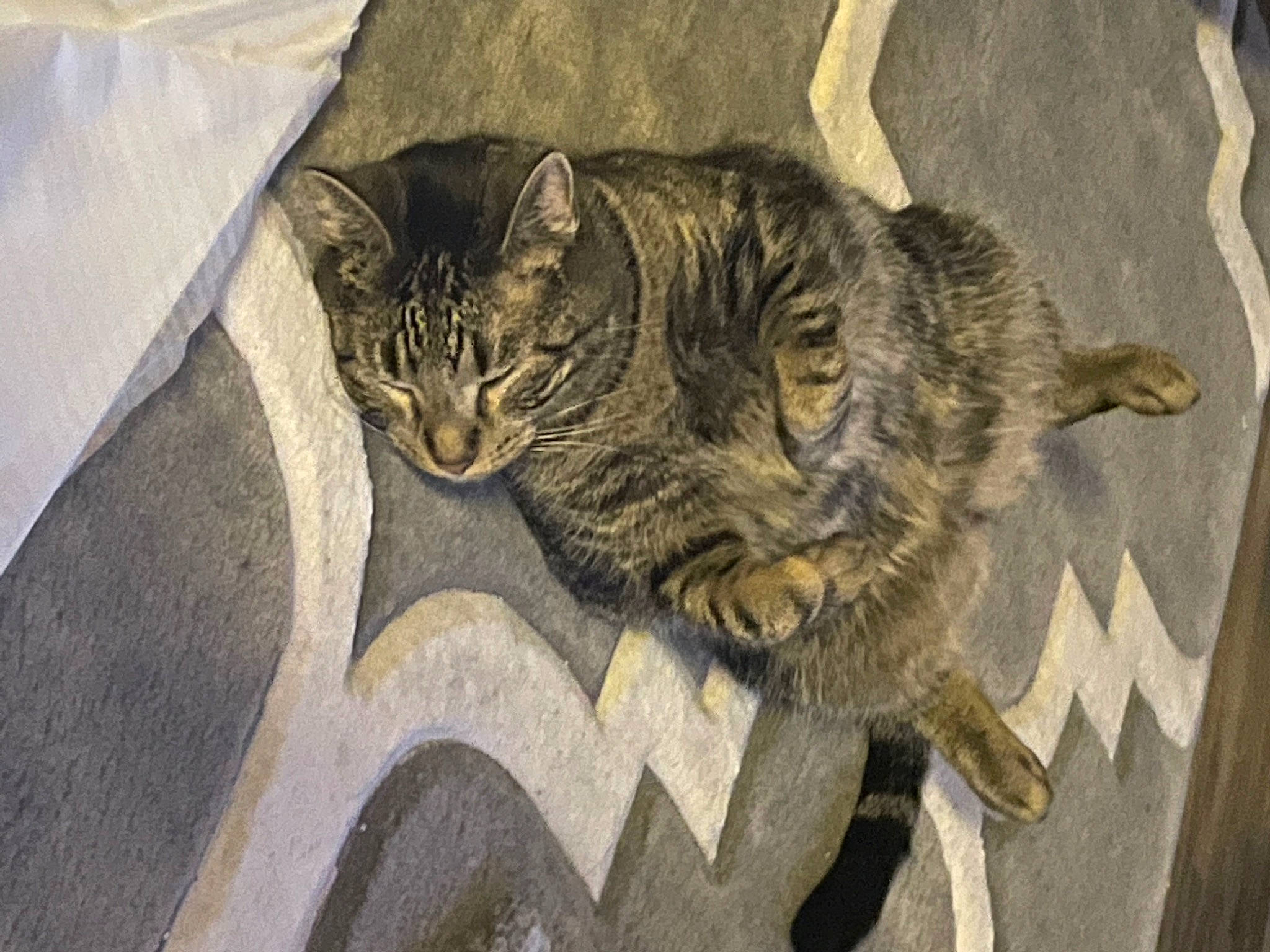 Bently joined the competition — help win amazing prizes! carnivore, cat, claw, domestic_short_haired_cat, eye, felidae, fur, grey, paw, small_to_medium_sized_cats, snout, tail, terrestrial_animal, vertebrate, whiskers, wildlife, wood