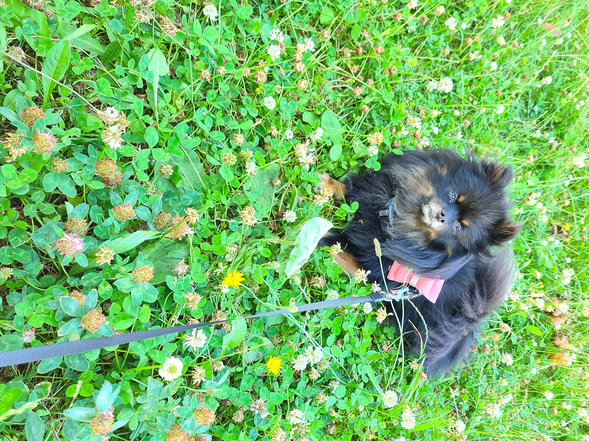 Rose a rejoint le concours — aidez-le/la à gagner de superbes lots ! annual_plant, black_cat, bombay, botany, carnivore, cat, dog_breed, domestic_short_haired_cat, felidae, flowering_plant, fur, grass, groundcover, people_in_nature, plant, shrub, small_to_medium_sized_cats, tail, terrestrial_animal, whiskers