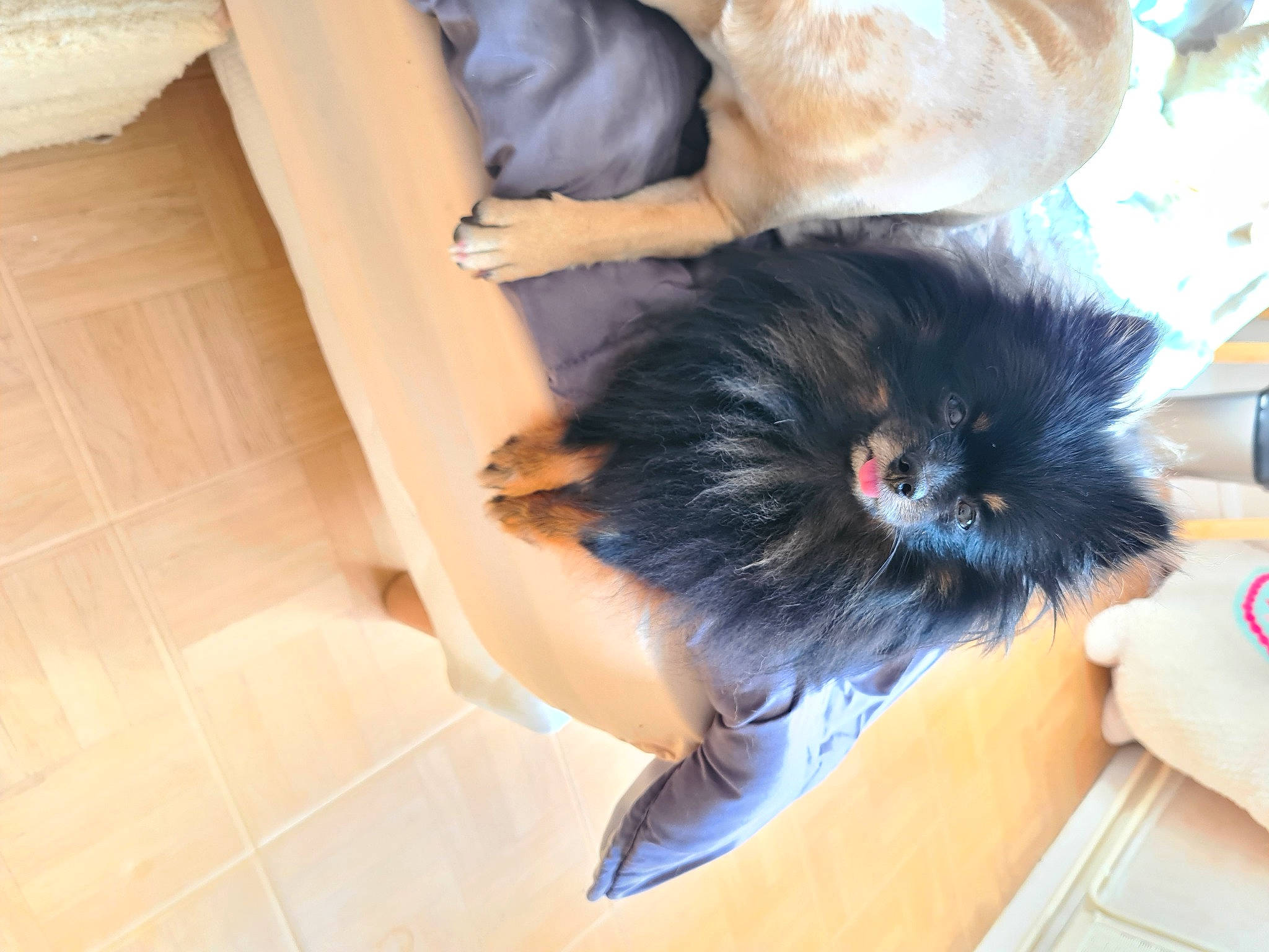 Rose a rejoint le concours — aidez-le/la à gagner de superbes lots ! canidae, carnivore, cat, claw, companion_dog, dog_breed, dress, fawn, felidae, flooring, foot, fur, hardwood, human_leg, liver, paw, small_to_medium_sized_cats, sporting_group, tail, whiskers