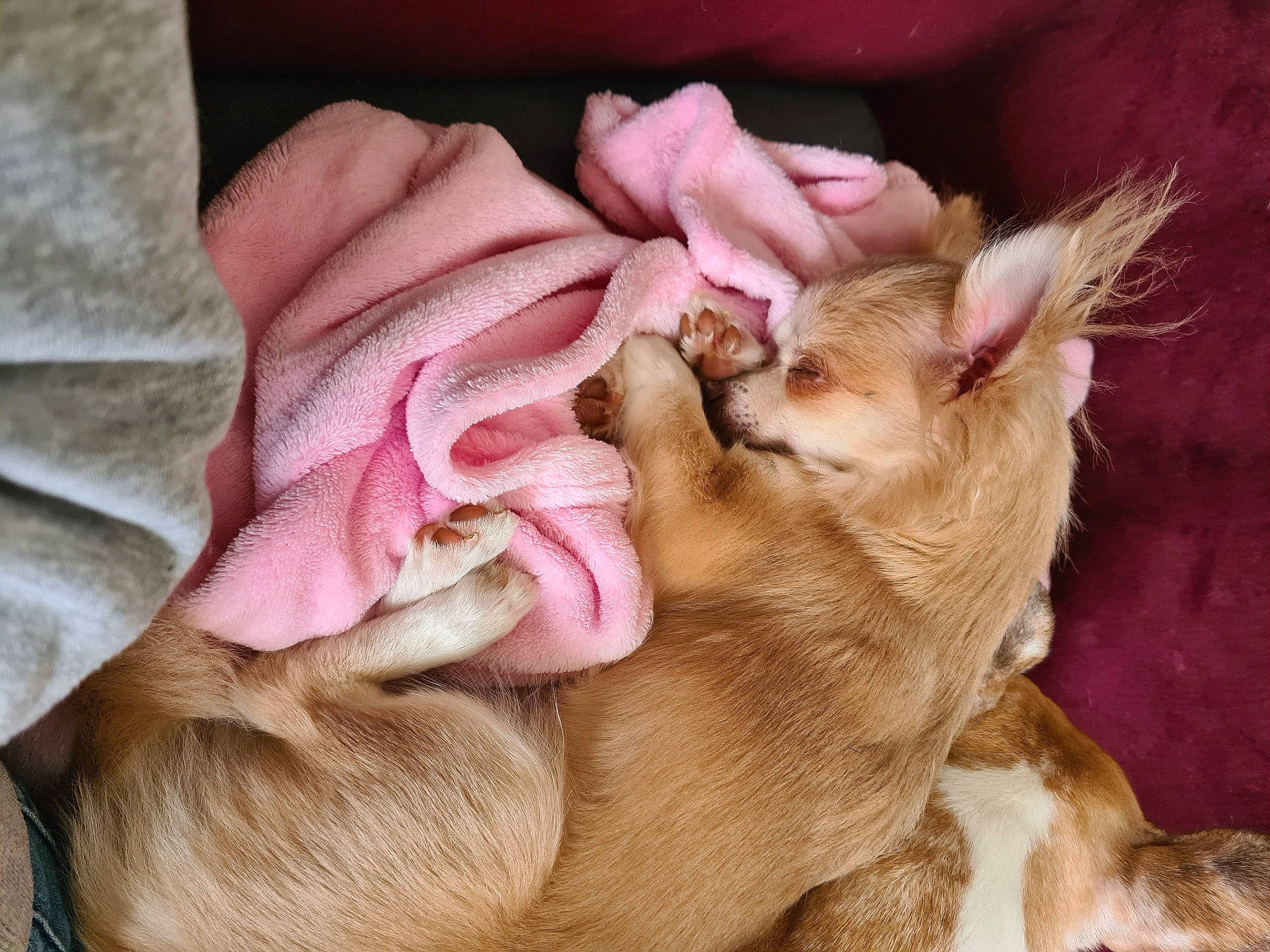 Tokyo participe au concours pour gagner de l'argent avec cette photo : canidae, carnivore, claw, clock, comfort, companion_dog, dog, dog_breed, ear, fawn, felidae, fur, nap, paw, pink, small_to_medium_sized_cats, snout, sporting_group, tail, whiskers