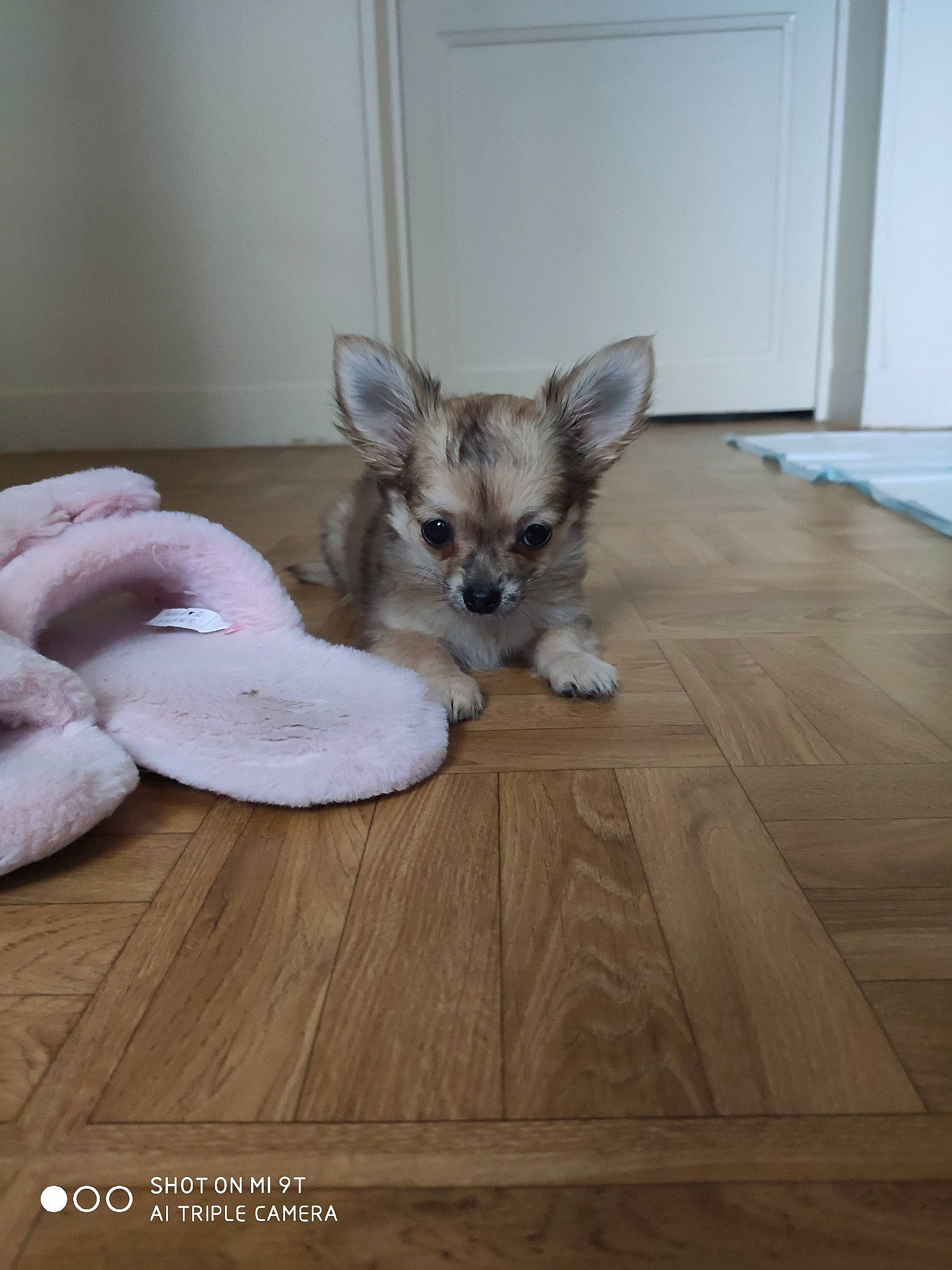 Plume a rejoint le concours — aidez-le/la à gagner de superbes lots ! canidae, carnivore, chihuahua, companion_dog, dog, dog_breed, fawn, floor, flooring, hardwood, laminate_flooring, mammal, norwich_terrier, pembroke_welsh_corgi, puppy, sporting_group, toy_dog, vertebrate, welsh_corgi, wood_flooring