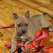 Pancake is registered to the contest to win money with this photo: puppy, dog, pet, animal, sitting, wooden_floor, indoors, harness, leash, collar, pink, orange, tan_fur, short_fur, pointed_ears, paws, tail, portrait, home, cute