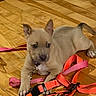 puppy, dog, pet, animal, sitting, wooden_floor, indoors, harness, leash, collar, pink, orange, tan_fur, short_fur, pointed_ears, paws, tail, portrait, home, cute