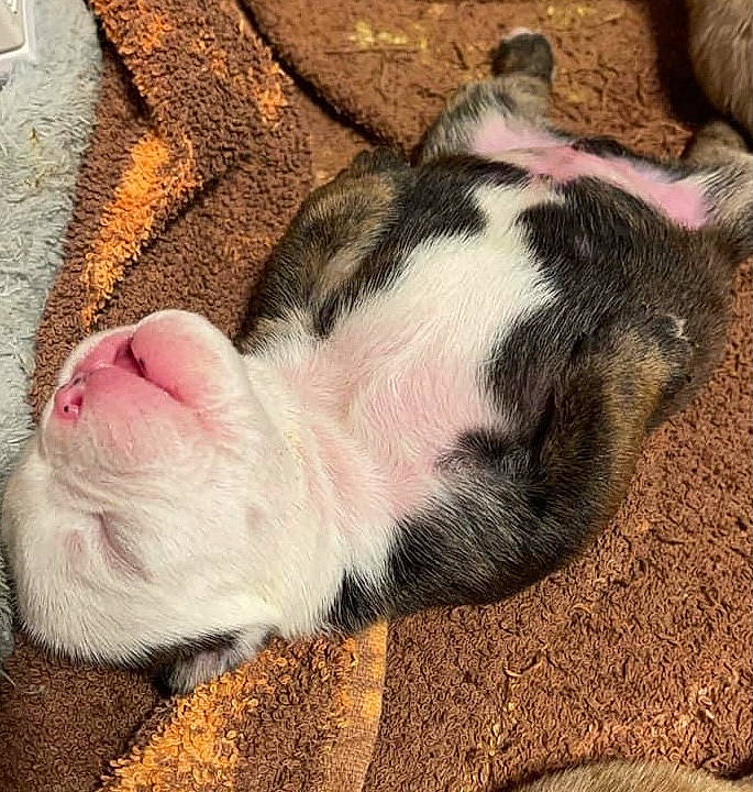 Spot joined the competition — help win amazing prizes! canidae, carnivore, claw, comfort, companion_dog, dog_breed, eye, fawn, felidae, foot, fur, human_body, human_leg, nap, paw, snout, tail, terrestrial_animal, whiskers, wood