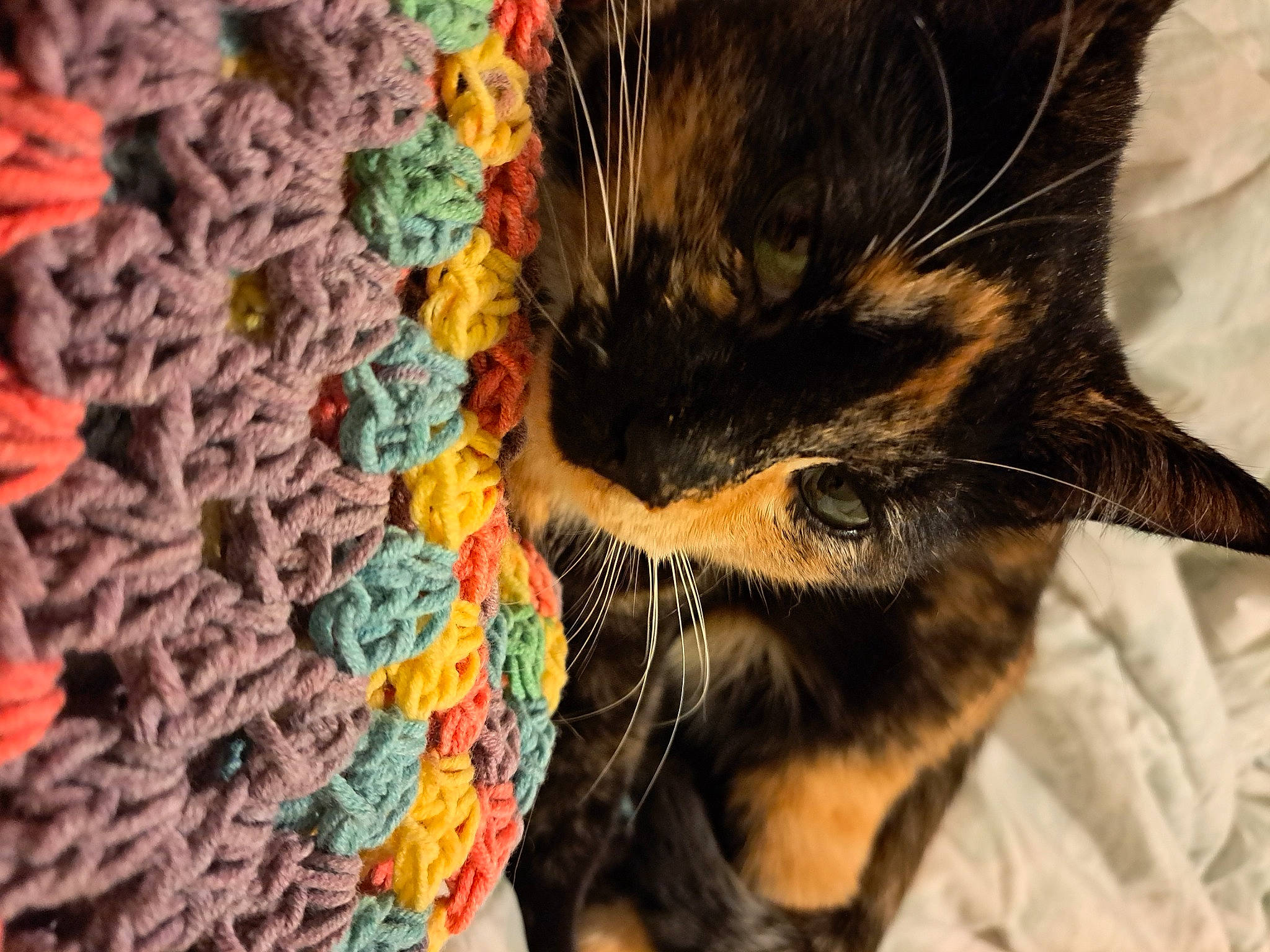 Juniper is registered to the contest to win money with this photo: art, black_cat, carnivore, cat, claw, close_up, craft, domestic_short_haired_cat, fawn, felidae, fur, human_leg, linens, small_to_medium_sized_cats, tail, textile, thread, whiskers, wool, woolen