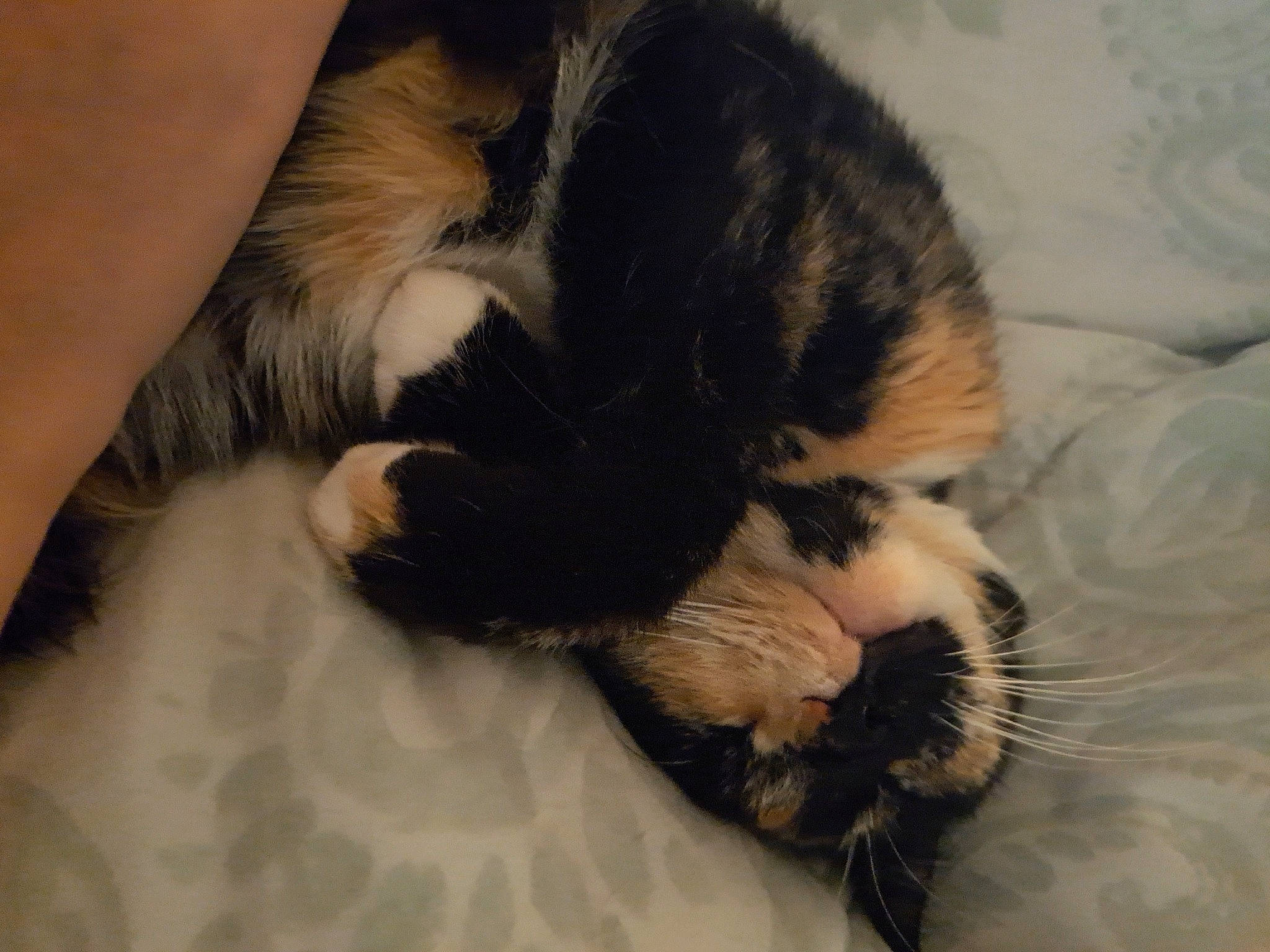 Juniper joined the competition — help win amazing prizes! carnivore, cat, claw, comfort, dog_breed, domestic_short_haired_cat, felidae, foot, fur, hair, nap, paw, sleep, small_to_medium_sized_cats, snout, tail, terrestrial_animal, whiskers