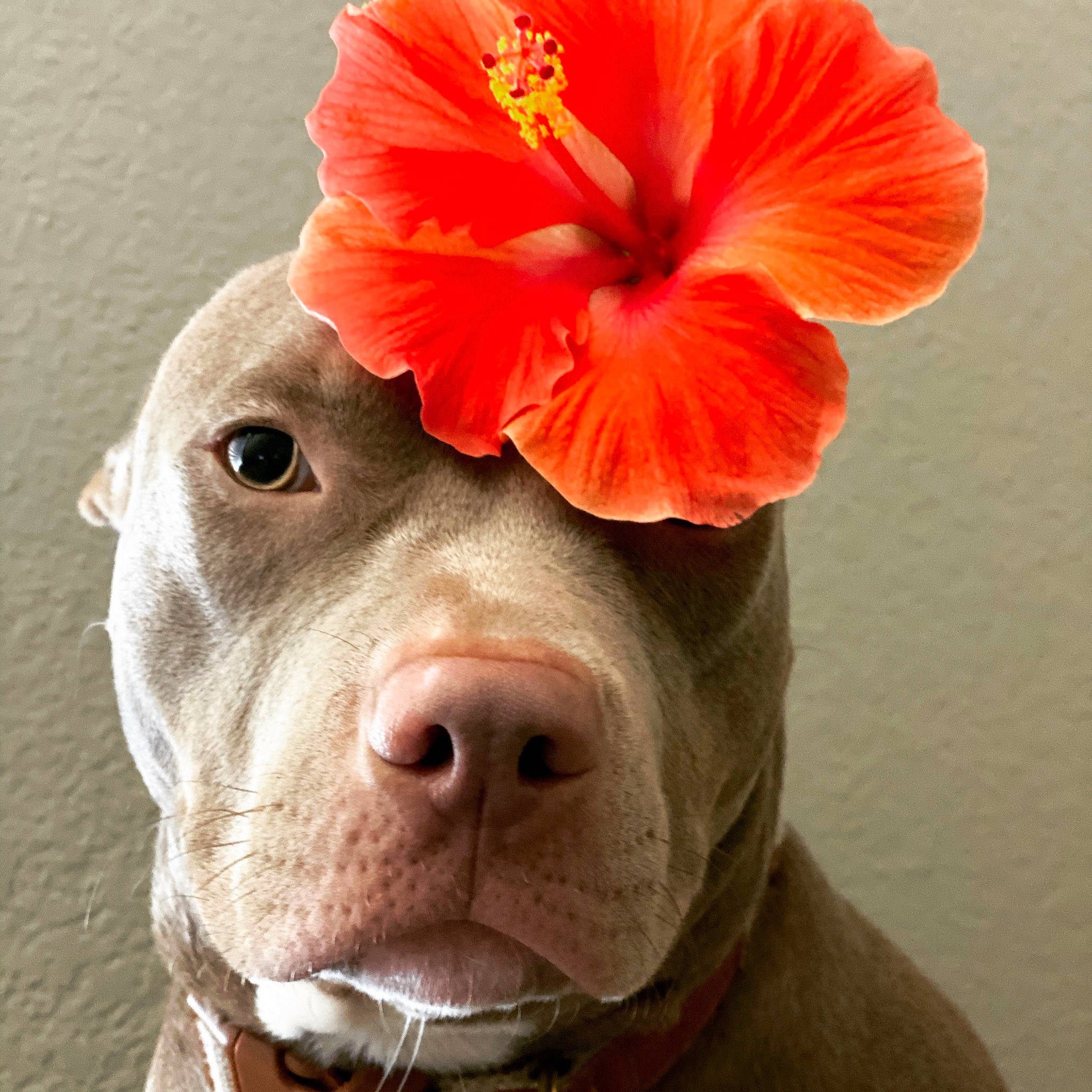 Nala Rae joined the competition — help win amazing prizes! carnivore, close_up, collar, companion_dog, dog, dog_breed, dog_collar, fawn, flower, fur, liver, peach, petal, plant, snout, sporting_group, sunglasses, whiskers, working_animal, wrinkle