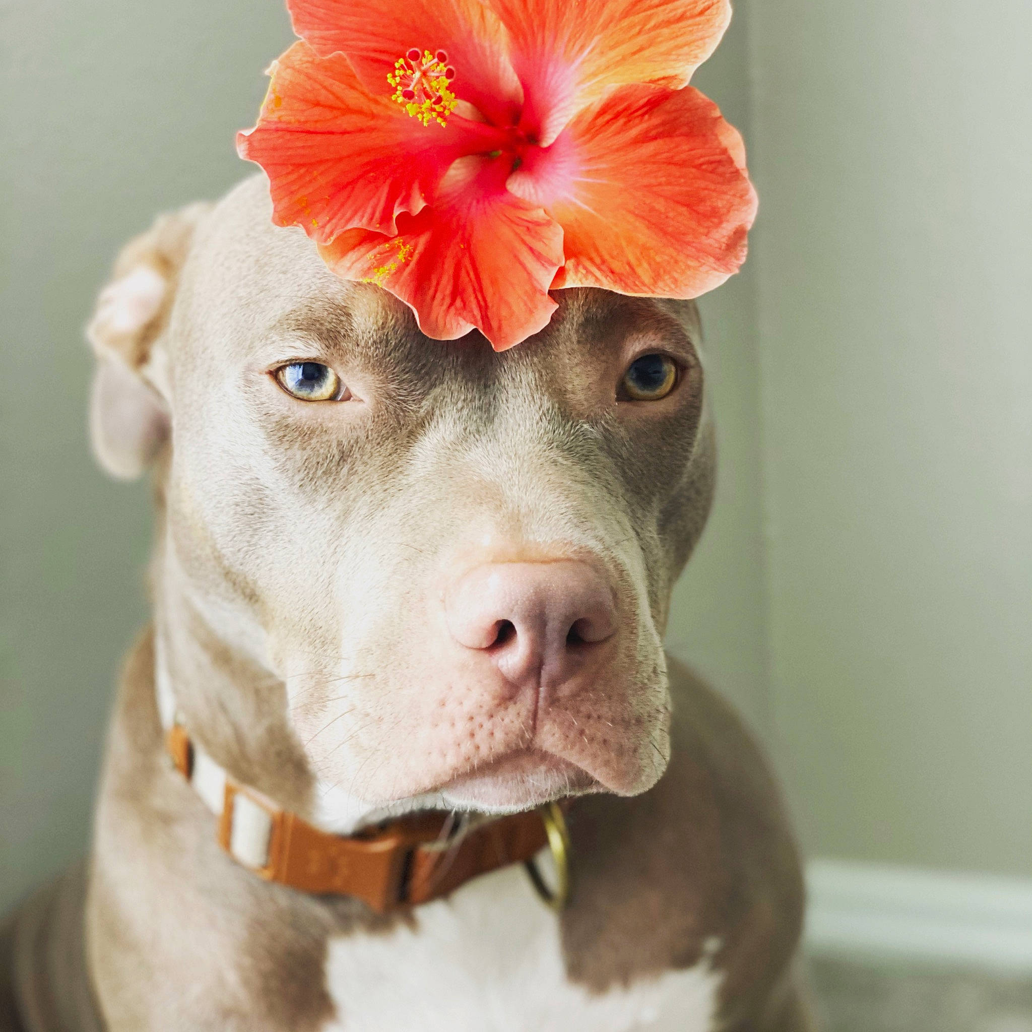 Nala Rae joined the competition — help win amazing prizes! canidae, carnivore, close_up, collar, companion_dog, dog, dog_breed, dog_collar, fawn, flower, liver, peach, pet_supply, petal, plant, snout, sporting_group, whiskers, working_animal, wrinkle