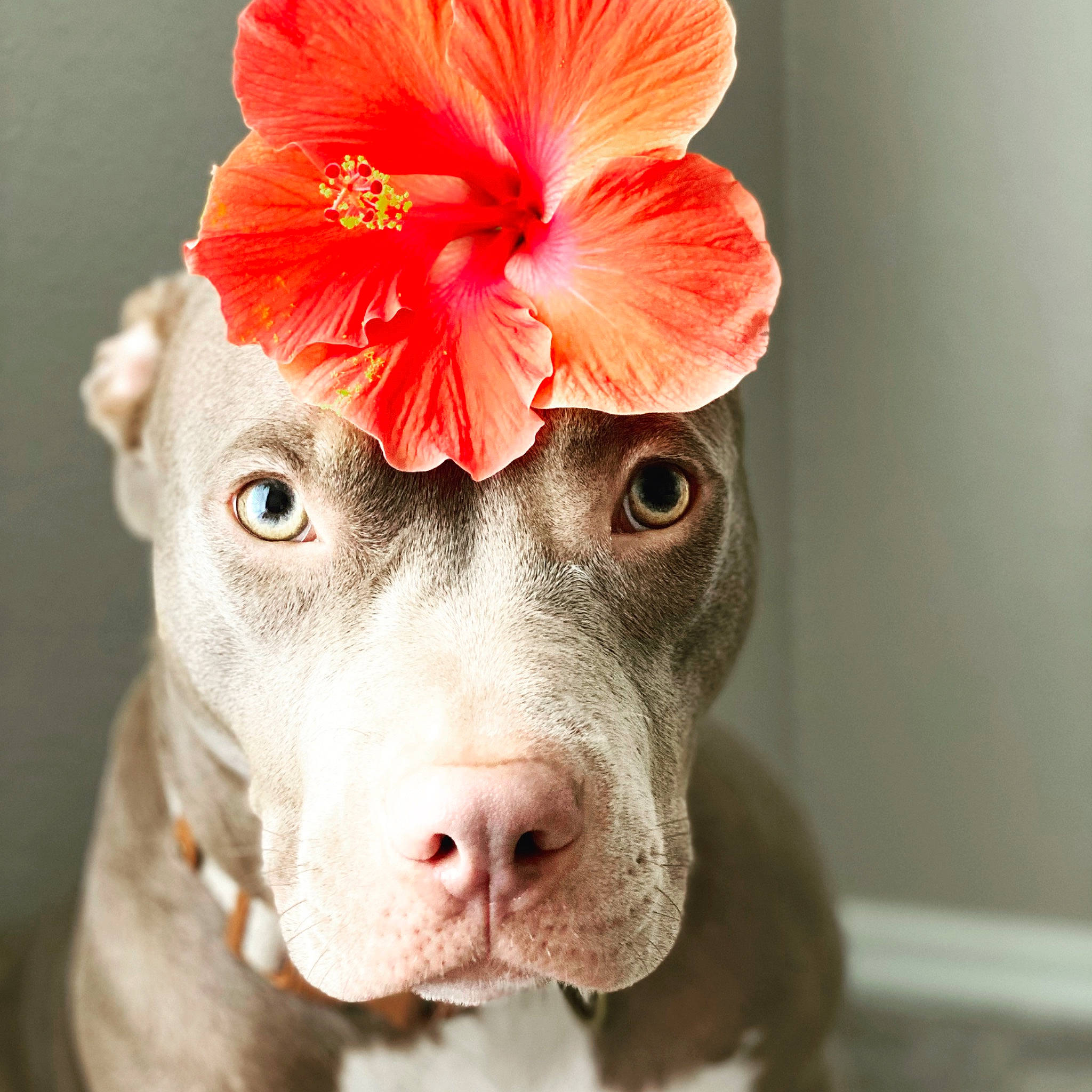 Nala Rae is registered to the contest to win money with this photo: carnivore, close_up, companion_dog, dog, dog_breed, fashion_accessory, fawn, flower, flowering_plant, hawaiian_hibiscus, liver, peach, pedicel, petal, plant, red, snout, whiskers, white, working_animal