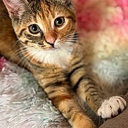 Poupie participe au concours pour gagner de l'argent avec cette photo : animal, cat, close_up, curious, cute, domestic_cat, fluffy_blanket, fur, green_eyes, indoor, mammal, paw, pet, pink_background, relaxed, soft_texture, striped, tabby_cat, whiskers, white_paw
