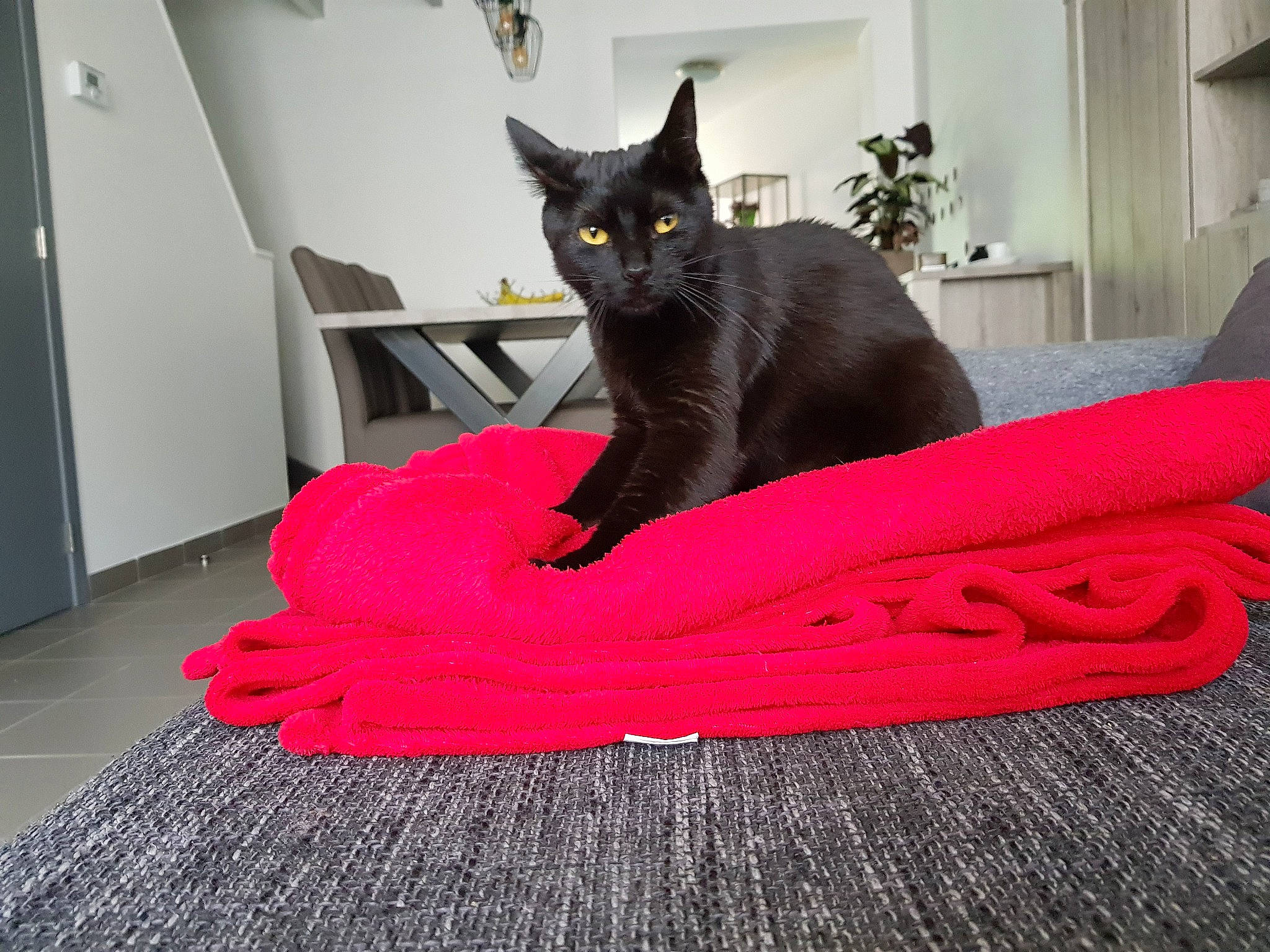 Baguera participe au concours pour gagner de l'argent avec cette photo : asian, black_cat, burmese, carnivore, cat, chartreux, domestic_short_haired_cat, felidae, floor, flooring, kitten, korat, russian_blue, small_to_medium_sized_cats, tail, whiskers