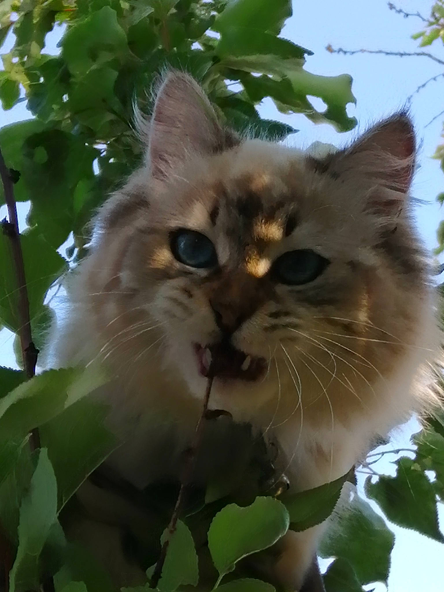 Poppie participe au concours pour gagner de l'argent avec cette photo : aegean_cat, asian_semi_longhair, british_semi_longhair, carnivore, cat, domestic_long_haired_cat, eye, felidae, leaf, mammal, norwegian_forest_cat, persian, plant, ragamuffin, ragdoll, siberian, small_to_medium_sized_cats, snout, tree, whiskers