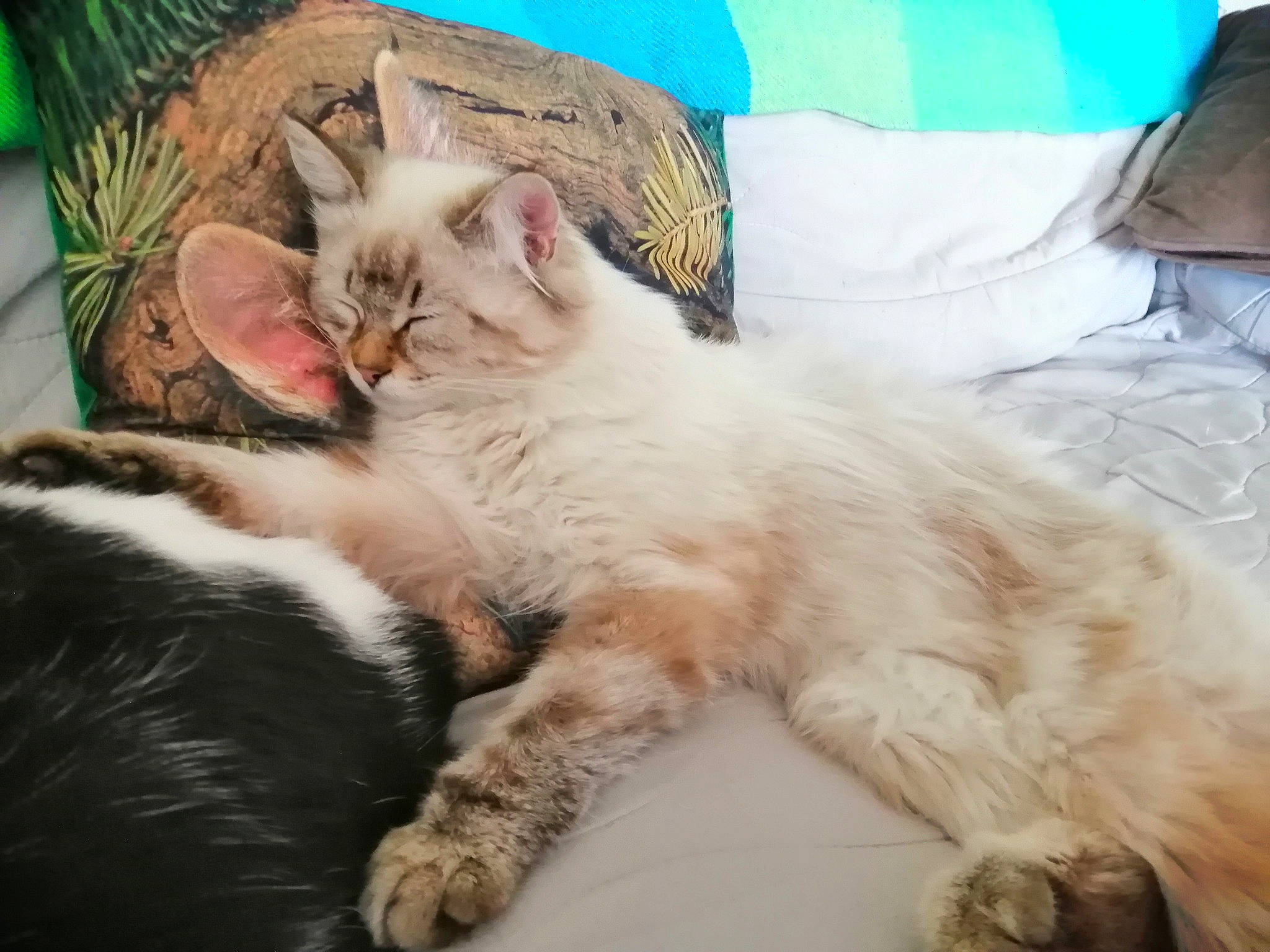 Poppie a rejoint le concours — aidez-le/la à gagner de superbes lots ! aegean_cat, asian, carnivore, cat, domestic_long_haired_cat, ear, european_shorthair, felidae, fur, kitten, love, mammal, nap, ragamuffin, ragdoll, sky, sleep, small_to_medium_sized_cats, turkish_van, whiskers