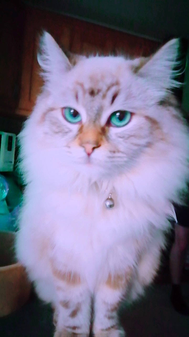 Poppie a rejoint le concours — aidez-le/la à gagner de superbes lots ! asian_semi_longhair, british_longhair, british_semi_longhair, carnivore, cat, domestic_long_haired_cat, eye, felidae, fur, kitten, mammal, napoleon_cat, norwegian_forest_cat, persian, ragamuffin, ragdoll, siberian, small_to_medium_sized_cats, vertebrate, whiskers