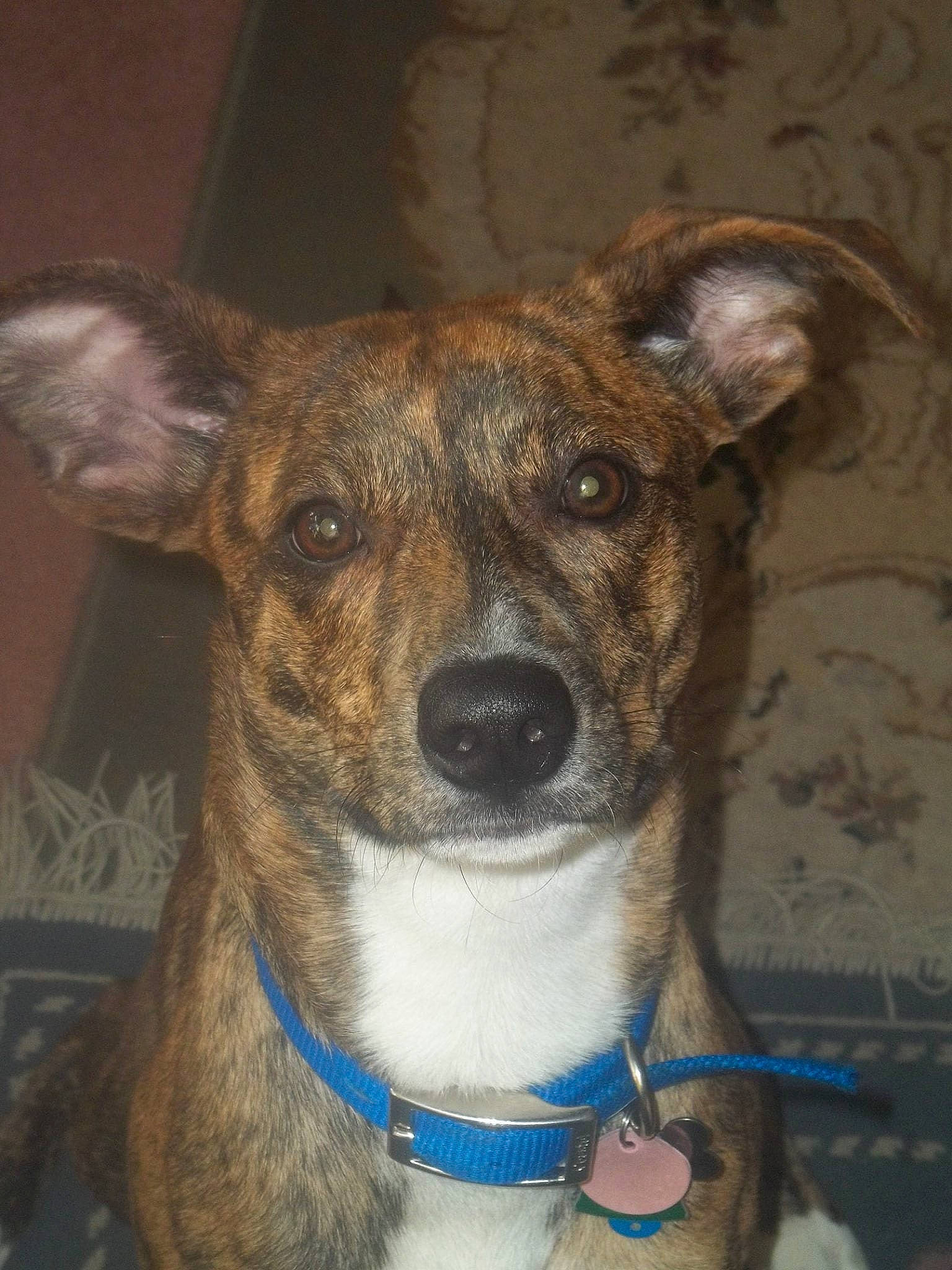 Freedom joined the competition — help win amazing prizes! ancient_dog_breeds, canidae, carnivore, collar, companion_dog, dog, dog_breed, dog_collar, electric_blue, fawn, fur, leash, pet_supply, snout, sporting_group, terrestrial_animal, whiskers, working_animal, working_dog