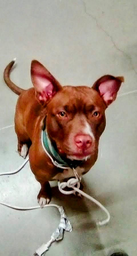 Freedom is registered to the contest to win money with this photo: canidae, carnivore, collar, companion_dog, dog, dog_breed, dog_collar, dog_supply, ear, fawn, hunting_dog, liver, non_sporting_group, pet_supply, puppy, snout, sporting_group, terrestrial_animal, whiskers, working_animal