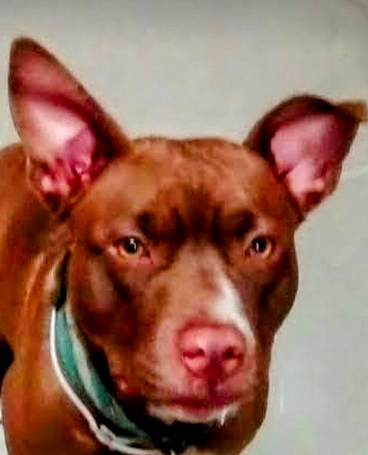 Fantasy joined the competition — help win amazing prizes! ancient_dog_breeds, canidae, carnivore, collar, companion_dog, dog, dog_breed, ear, fawn, jaw, liver, non_sporting_group, pleased, snout, sporting_group, terrestrial_animal, whiskers, working_animal