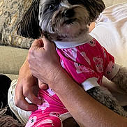 Lexi is registered to the contest to win money with this photo: dog, pajamas, pink, cute, small_dog, fluffy, pet, indoor, couch, person, hand, holding, cozy, pillow, pattern, fur, animal, comfort, relaxing, living_room