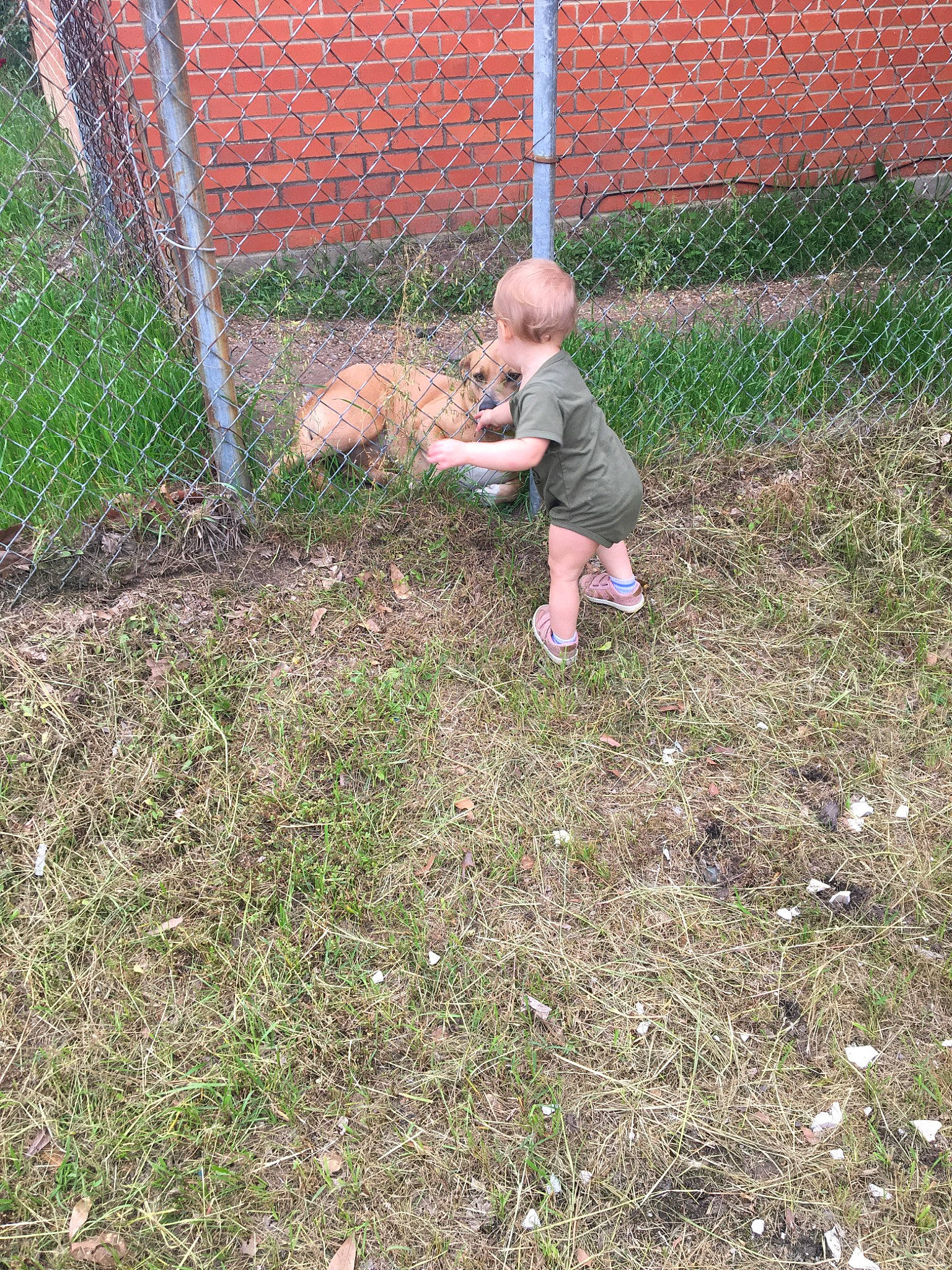 Brylee is registered to the contest to win money with this photo: backyard, garden, grass, lawn, person, plant, play, soil, yard