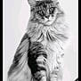 cat, fluffy, portrait, black_and_white, feline, sitting, long_hair, whiskers, ears, paws, pet, animal, domestic_cat, mammal, fur, closeup, studio, indoor, calm, looking