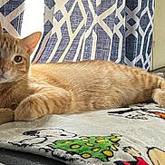 Milo is registered to the contest to win money with this photo: blanket, cartoon_characters, cat, comfort, cozy, curtain, cute, domestic_animal, feline, fur, geometric_pattern, household, indoor, orange_tabby, paw, pet, relaxed, resting, sofa, tail