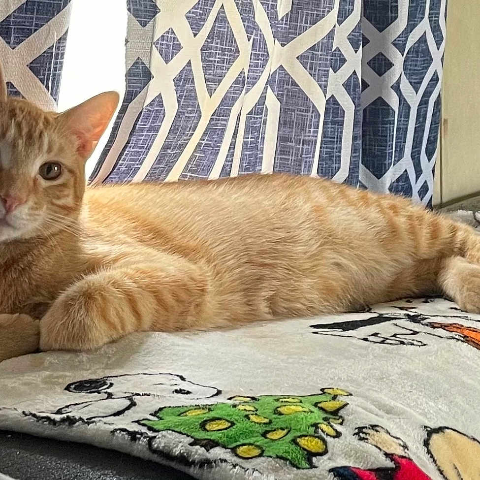 Milo is registered to the contest to win money with this photo: blanket, cartoon_characters, cat, comfort, cozy, curtain, cute, domestic_animal, feline, fur, geometric_pattern, household, indoor, orange_tabby, paw, pet, relaxed, resting, sofa, tail