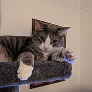 Gigi joined the competition — help win amazing prizes! cat, tabby_cat, pet, indoor, feline, cat_tree, paws, relaxed, curious, fur, whiskers, ears, animal, resting, cozy, gray, white, domestic_cat, portrait, household