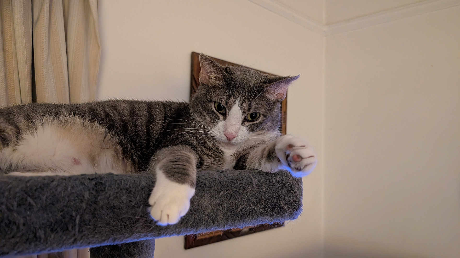 Gigi