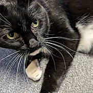 Snuggs joined the competition — help win amazing prizes! cat, black_cat, white_paws, whiskers, yellow_eyes, close_up, pet, feline, curious, lying_down, indoor, carpet, fur, animal, mammal, cute, domestic_cat, portrait, playful, resting