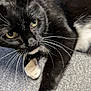 cat, black_cat, white_paws, whiskers, yellow_eyes, close_up, pet, feline, curious, lying_down, indoor, carpet, fur, animal, mammal, cute, domestic_cat, portrait, playful, resting