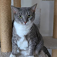 Trouby joined the competition — help win amazing prizes! cat, gray_cat, white_chest, cat_tree, sisal_post, indoor, pet, feline, animal, whiskers, green_eyes, curious, sitting, fur, claws, paw, domestic_cat, cute, portrait, household