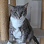 cat, gray_cat, white_chest, cat_tree, sisal_post, indoor, pet, feline, animal, whiskers, green_eyes, curious, sitting, fur, claws, paw, domestic_cat, cute, portrait, household
