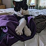 Cleo is registered to the contest to win money with this photo: cat, black_and_white, animal, pet, bed, blanket, purple, paws, indoor, curtains, window, relaxed, cozy, fur, whiskers, cute, resting, domestic_cat, sleepy, comfy