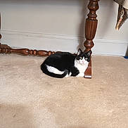 Cleo is registered to the contest to win money with this photo: cat, black_and_white_cat, indoor, carpet, wooden_furniture, table_leg, pet, animal, resting, looking, floor, cozy, domestic, fur, whiskers, cute, relaxed, home, mammal, companion