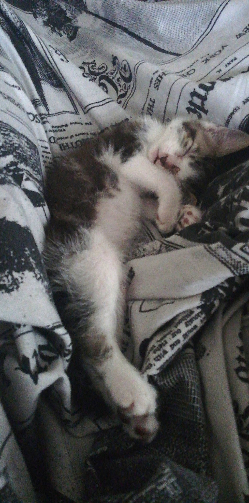 Misty Gris Et Mimi participe au concours pour gagner de l'argent avec cette photo : black_and_white, carnivore, cat, domestic_short_haired_cat, felidae, kitten, norwegian_forest_cat, small_to_medium_sized_cats, whiskers