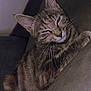 cat, tabby_cat, feline, whiskers, fur, ear, paw, sofa, couch, indoor, pet, sleepy, relaxed, close_up, portrait, nap_time, cozy, domestic, half_closed_eyes, striped_fur