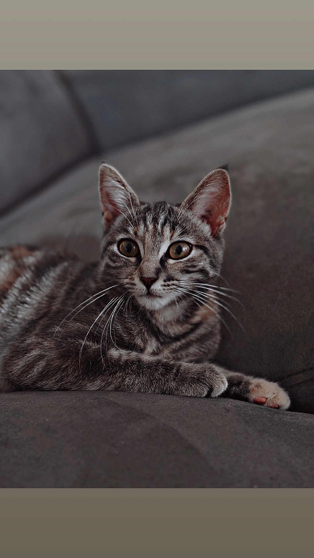Mimi a rejoint le concours — aidez-le/la à gagner de superbes lots ! cat, tabby_cat, feline, whiskers, couch, indoor, pet, portrait, closeup, brown_eyes, paw, fur, striped, relaxed, domestic_cat, gray, sitting, home, animal, curious
