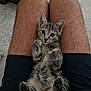 Mimi a rejoint le concours — aidez-le/la à gagner de superbes lots ! kitten, cat, pet, paws, belly, lap, human_legs, shorts, indoor, tile_floor, fur, whiskers, cute, young_cat, portrait, relaxed, small_animal, looking_at_camera, striped, domestic_animal